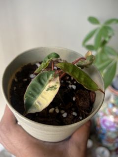 （分類：）位於 。 由 kimkfy 提交（商品編號 1462786008，圖片 1）。簡介： 。