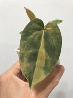 (Category: ) located in . Submitted by PlantsRanger (Listing ID 1462849895, Image 1). Description: .