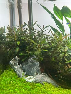 （分類：）位於 。 由 macb17 提交（商品編號 1462796505，圖片 1）。簡介： 。
