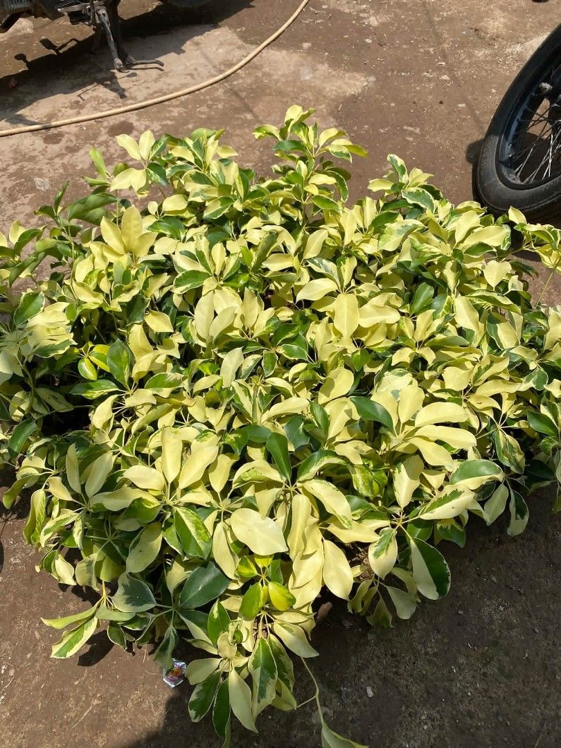 Assorted plants for sale (Category: Plants & Seeds) located in Jaclupan. Submitted by itsmeangie_538 (Listing ID 1462801575, Image 2). Description: .