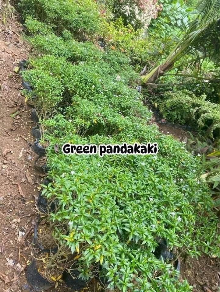 Assorted plants for sale (Category: Plants & Seeds) located in Jaclupan. Submitted by itsmeangie_538 (Listing ID 1462801575, Image 1). Description: .