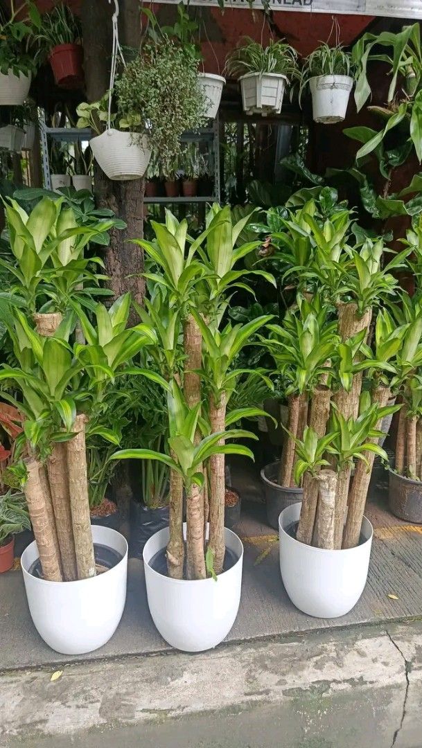Big pot Fortune plant (Category: Plants & Seeds) located in Manila. Submitted by crisantovelasco (Listing ID 1462721991, Image 2). Description: - Healthy and lush Lucky Bamboo plants - Tall and well-established - Comes in simple white pots - Ready for display - Great for indoor decoration - Easy to care for - Brings greenery to your space.