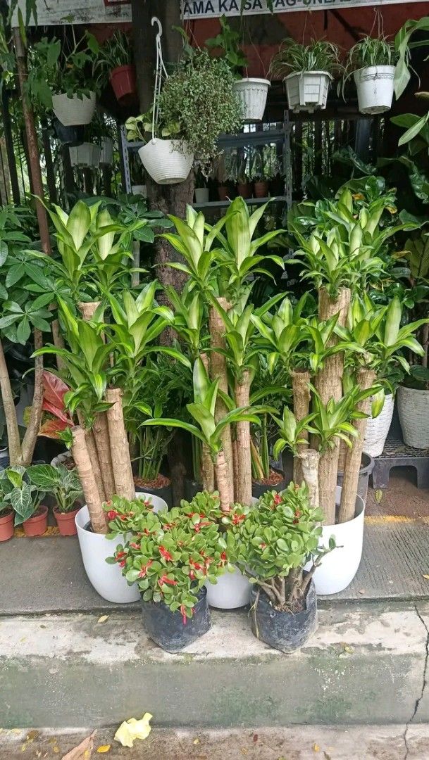 Big pot Fortune plant (Category: Plants & Seeds) located in Manila. Submitted by crisantovelasco (Listing ID 1462721991, Image 1). Description: - Healthy and lush Lucky Bamboo plants - Tall and well-established - Comes in simple white pots - Ready for display - Great for indoor decoration - Easy to care for - Brings greenery to your space.