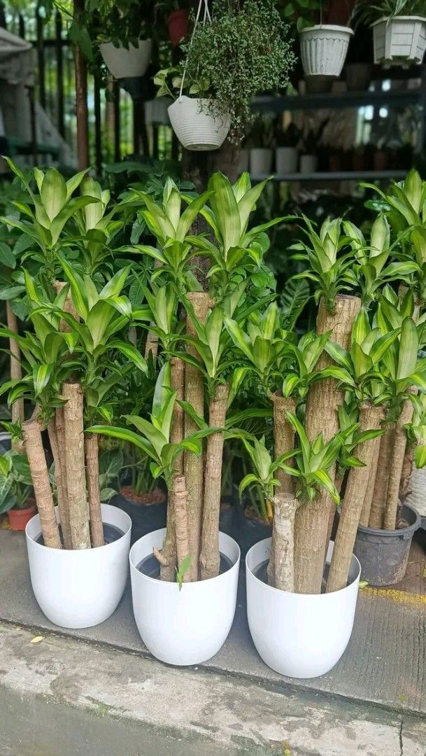 Big pot Fortune plant (Category: Plants & Seeds) located in Manila. Submitted by crisantovelasco (Listing ID 1462721991, Image 3). Description: - Healthy and lush Lucky Bamboo plants - Tall and well-established - Comes in simple white pots - Ready for display - Great for indoor decoration - Easy to care for - Brings greenery to your space.
