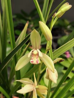 Cymbidium species  Collection item 2