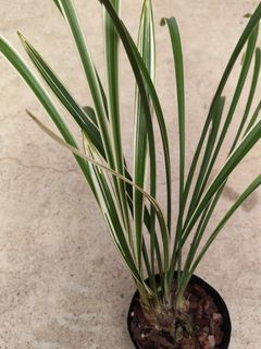 Cymbidium species  Collection item 1