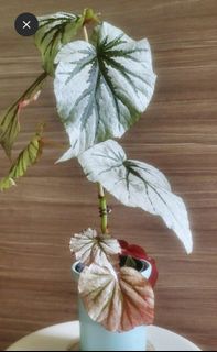 （分類：）位於 。 由 tigtig123 提交（商品編號 1462713163，圖片 1）。簡介： 。
