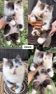 (Kategori: ) berada di . Dikirim oleh actal_cathouse (ID iklan 1462720752, Gambar 1). Deskripsi: .