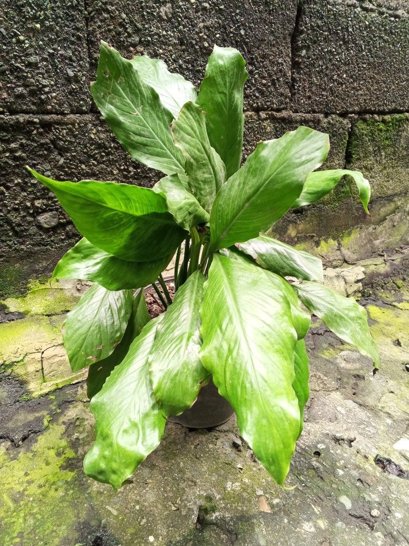Live Plant Peace Lily (Category: Plants & Seeds) located in Quezon City. Submitted by mkesimsa_six67 (Listing ID 1462872659, Image 1). Description: - Lush green plant with large leaves - Comes in a dark pot - Healthy and well-cared for appearance - Perfect for adding greenery to any space - Ready for pickup.