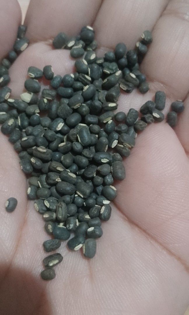 Monggo for togue (Category: Plants & Seeds) located in Manila. Submitted by ride-or-die (Listing ID 1462786301, Image 2). Description: per kilo and per sack black monggo pm.