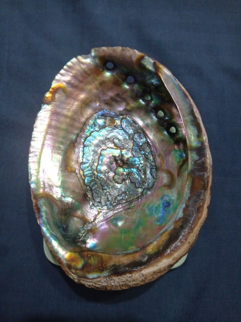 Natural Abalone Shell Seashell Display (Category: Vintage Collectibles) located in Paranaque City. Submitted by annhua17524 (Listing ID 1462730572, Image 2). Description: - Genuine natural 6" abalone shell - Stunning iridescent interior with blues, greens, and purples - Note that not all abalone shell displays the iridescent color, the ones that does like this one is rare - This one is an antique, displayed at my house for more than 20 years alre