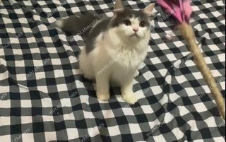 (Kategori: ) berada di . Dikirim oleh michi.thecats (ID iklan 1462706793, Gambar 1). Deskripsi: .