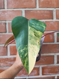 (Category: ) located in . Submitted by utaniaplants (Listing ID 1462699678, Image 1). Description: .