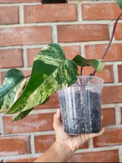 (Category: ) located in . Submitted by utaniaplants (Listing ID 1462699986, Image 1). Description: .