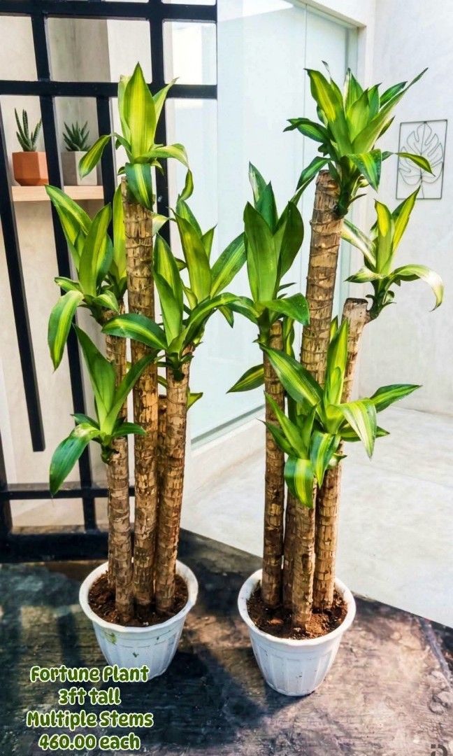 Potted Fortune Plant 3ft (Category: Plants & Seeds) located in Paranaque City. Submitted by mherz_ariel (Listing ID 1462851023, Image 1). Description: .
