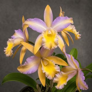 Cattleya Alliance  Collection item 3