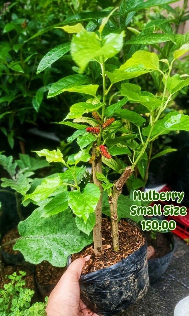 Small Mulberry Maraming Bunga (Category: Plants & Seeds) located in Paranaque City. Submitted by mherz_ariel (Listing ID 1462850724, Image 1). Description: .