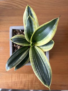 (Category: ) located in . Submitted by potabella_garden (Listing ID 1462761329, Image 1). Description: .