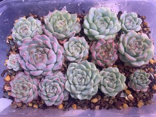 (Category: ) located in . Submitted by qq_garden (Listing ID 1445402159, Image 1). Description: .
