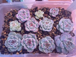 (Category: ) located in . Submitted by qq_garden (Listing ID 1446450483, Image 1). Description: .