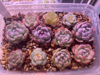 (Category: ) located in . Submitted by qq_garden (Listing ID 1450078608, Image 1). Description: .