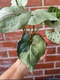 (Category: ) located in . Submitted by utaniaplants (Listing ID 1462700415, Image 1). Description: .