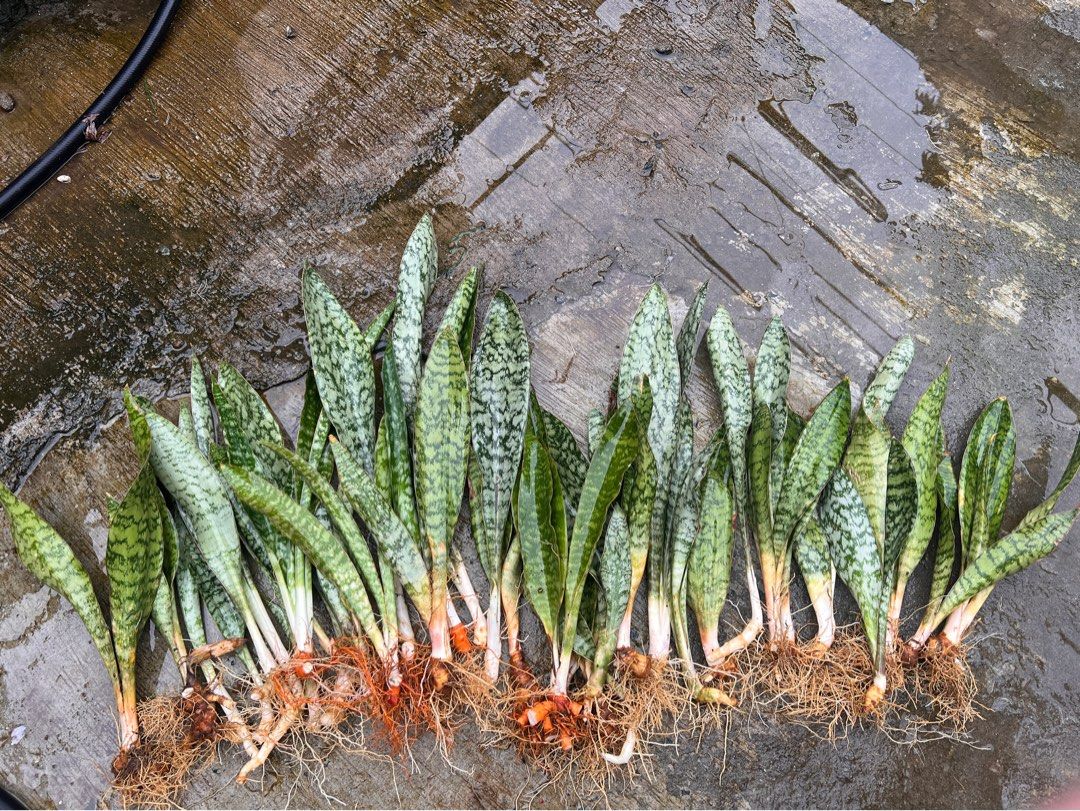TAKE ALL SNAKE PLANT (Category: Plants & Seeds) located in San Juan City. Submitted by sundayshorty (Listing ID 1462784564, Image 1). Description: Loc : San Juan City.