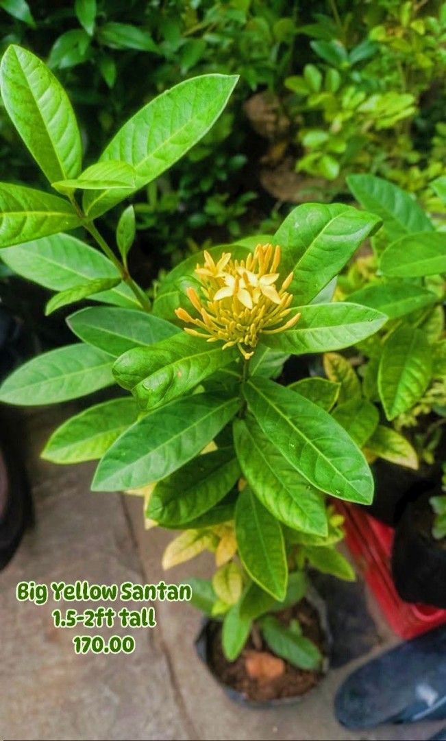 Tall Yellow Santan (Category: Plants & Seeds) located in Paranaque City. Submitted by mherz_ariel (Listing ID 1462850832, Image 1). Description: .
