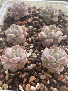 (Category: ) located in . Submitted by qq_garden (Listing ID 1462691561, Image 1). Description: .
