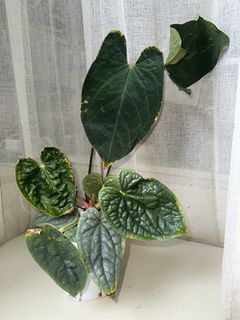 （分類：）位於 。 由 kjd121 提交（商品編號 1459171266，圖片 1）。簡介： 。