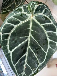 （分類：）位於 。 由 kjd121 提交（商品編號 1459181657，圖片 1）。簡介： 。