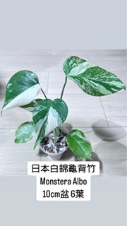 （分類：）位於 。 由 98896 提交（商品編號 1457401359，圖片 1）。簡介： 。