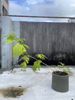 由 deerfran (刊登 ID 1459127835，圖片 1) 提交，位於 的 (類別：)，說明：。