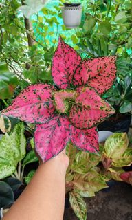 (Category: ) located in . Submitted by plantcorner (Listing ID 1459177931, Image 1). Description: .
