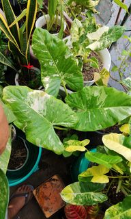 (Category: ) located in . Submitted by plantcorner (Listing ID 1459177580, Image 1). Description: .