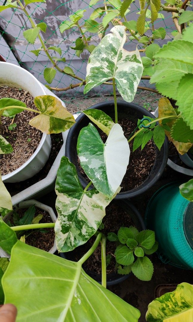 Alocasia albo (Category: Plants & Seeds) located in Quezon City. Submitted by plantcorner (Listing ID 1459177580, Image 2). Description: 480 each.