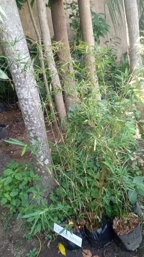 Chinese Bamboo (Category: Plants & Seeds) located in Caloocan City. Submitted by halaman.for.u (Listing ID 1459147399, Image 2). Description: Ideal landscape material for fencing ~3-4 ft tall.