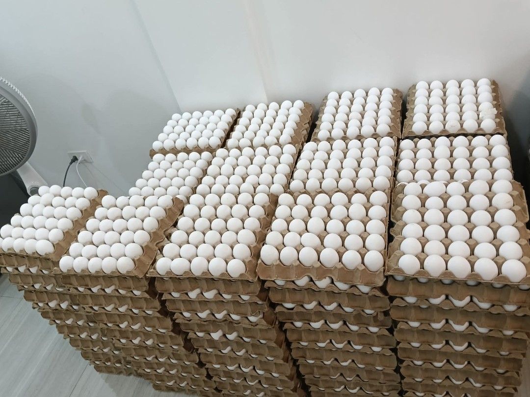Fresh White Eggs - Bulk Purchase Available (Category: Fresh Produce) located in Manila. Submitted by faithfulserant (Listing ID 1459179121, Image 3). Description: - Fresh white eggs available in large quantities. - Packed securely in standard cardboard egg cartons. - Secured with black ties for extra safety. - Perfect for bakers, caterers, and high-volume users. - Bulk purchase options available. - Pickup only. Message for details on quantity and