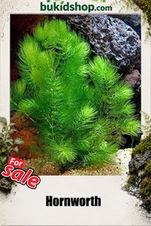 (Category: ) located in . Submitted by bukidshop (Listing ID 1459280845, Image 1). Description: .