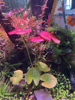 (Category: ) located in . Submitted by agathach (Listing ID 1459156842, Image 1). Description: .