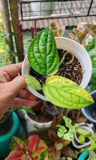 (Category: ) located in . Submitted by plantcorner (Listing ID 1459177691, Image 1). Description: .