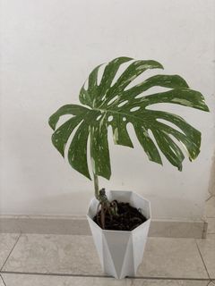 （分類：）位於 。 由 noddi 提交（商品編號 1459105875，圖片 1）。簡介： 。