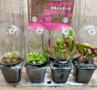 (Category: ) located in . Submitted by lushglassdoor (Listing ID 1459099805, Image 1). Description: .