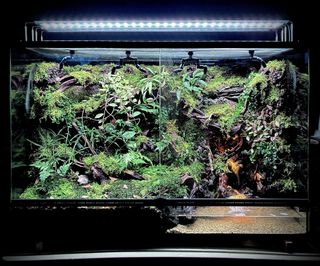 (Category: ) located in . Submitted by nativeforest9 (Listing ID 1459170409, Image 1). Description: .