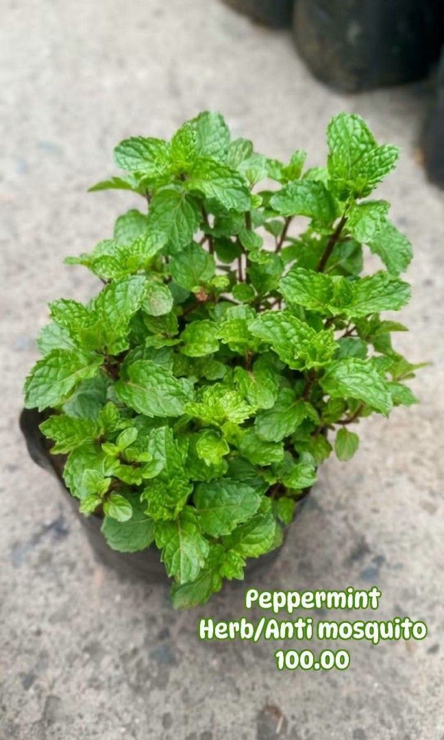 Peppermint Herb/Anti Mosquito (Category: Plants & Seeds) located in Paranaque City. Submitted by mherz_ariel (Listing ID 1459145701, Image 1). Description: .