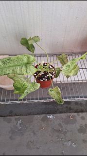 (Category: ) located in . Submitted by deliciouscactus (Listing ID 1459190178, Image 1). Description: .