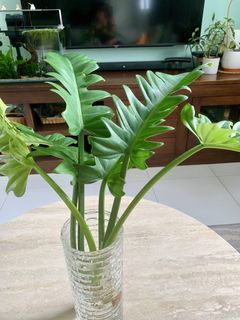 (Category: ) located in . Submitted by joanne.houseplants (Listing ID 1459132888, Image 1). Description: .
