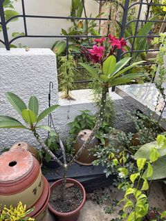 (Category: ) located in . Submitted by tanbill (Listing ID 1459286374, Image 1). Description: .