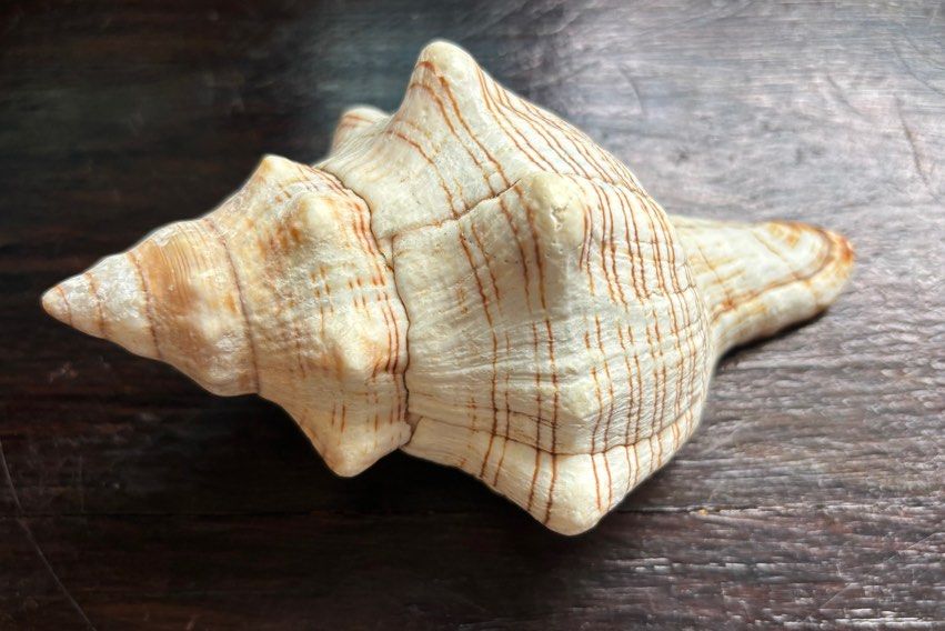 Seashells (Category: Everything Else) located in Singapore. Submitted by shopee_online (Listing ID 1459112846, Image 3). Description: Natural Bull’s Mouth Helmet Conch. Beautiful orange colour. Size: L12cm x H7cm. Striped Fox conch is in its fabulous natural state- with its lovely chocolate & tan toned brown & white stripes, and smooth & shiny rich toned. Size: L13cm x H6cm. Selling both big seashells for $30. Interested let me know. Self collect