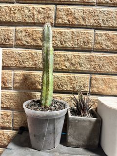 （分類：）位於 。 由 tom130 提交（商品編號 1459160585，圖片 1）。簡介： 。